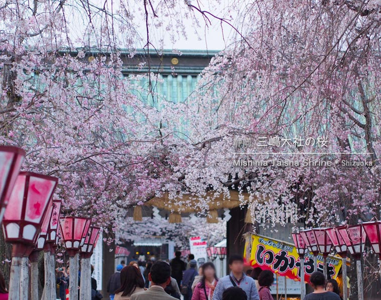 三嶋大社の桜